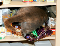 Silly kitty