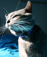 It's the Kittay