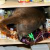 Kitty, would you get me some vanilla?