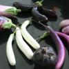 The Eggplant Experiment.