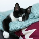 Our New Kitten - Sgt. Pepper