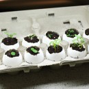 Seedlings