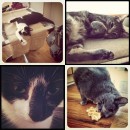 crazycats