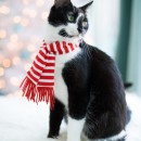 Merry Christmas Cats