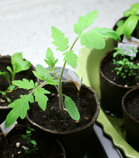 Baby Green Zebra Tomato Seedling