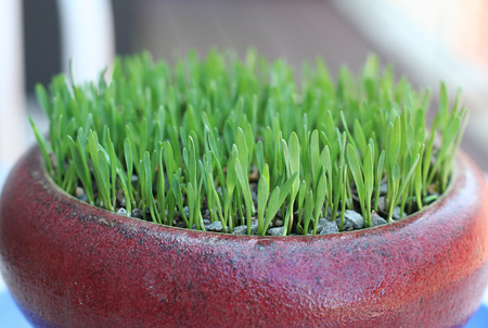Wheat Grass for the Kitties