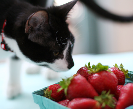 Little kitty likes strawberries, too!