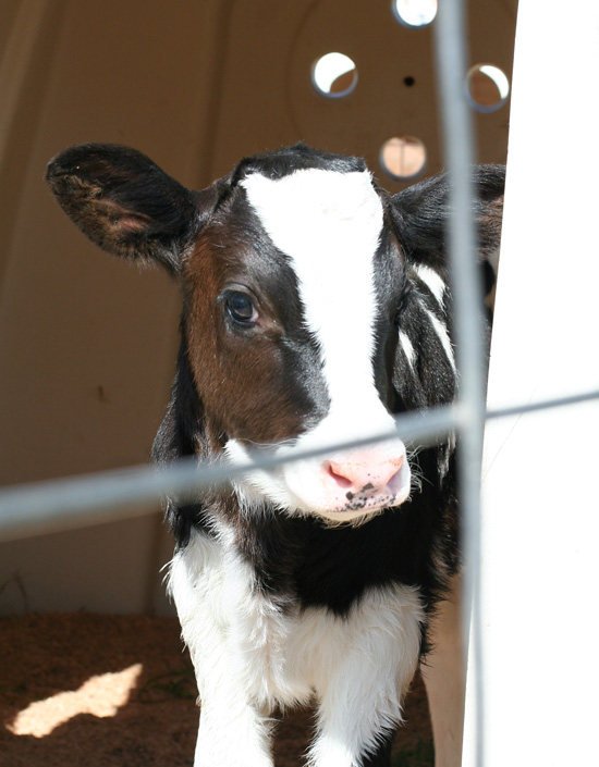 Kenny's Farmhouse Cheese