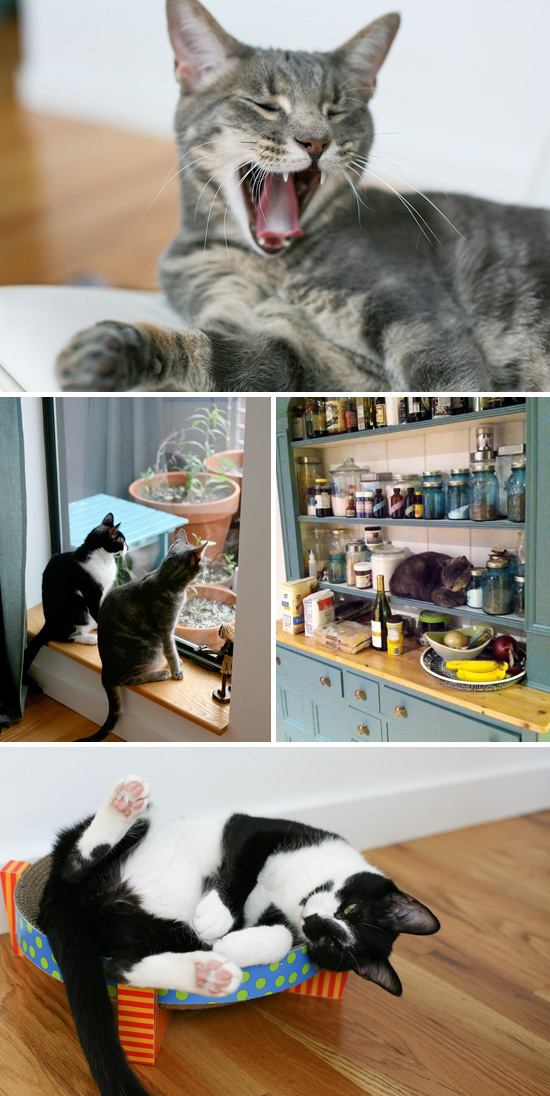 Cats