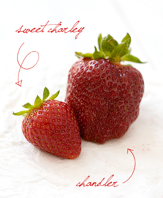 Sweet Charley and Chandler Strawberries