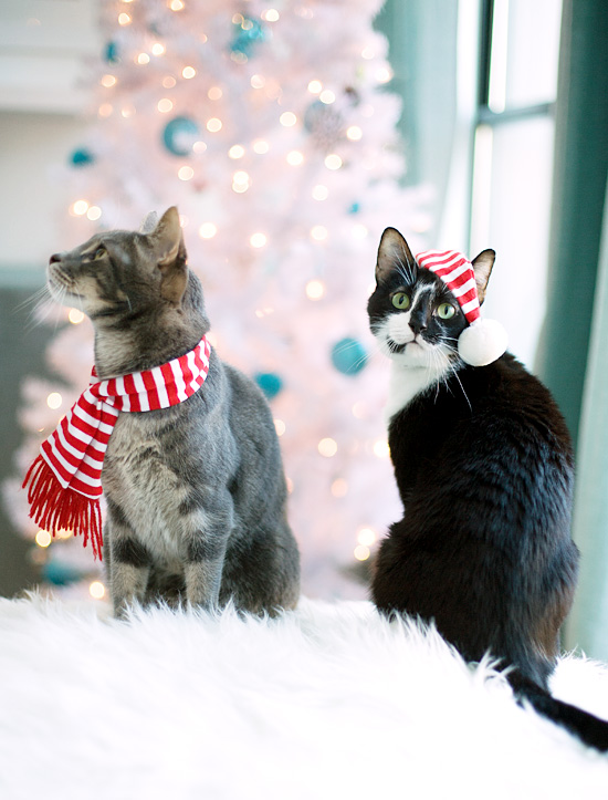 Merry Christmas. Love, the Cats. Love and Olive Oil