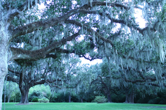 avery_island_trees