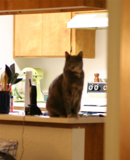 Cats on the counter. Some things never change.