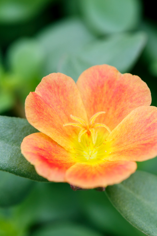 Purslane Blossom