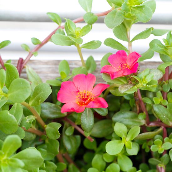 Purslane Blossom