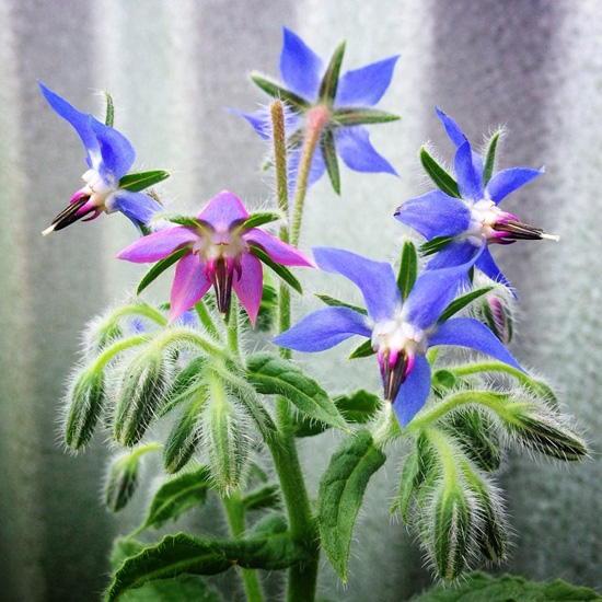 Borage Flowers