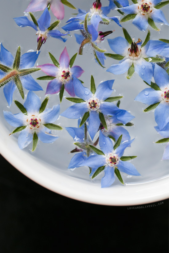 Borage flowers waiting to be candied