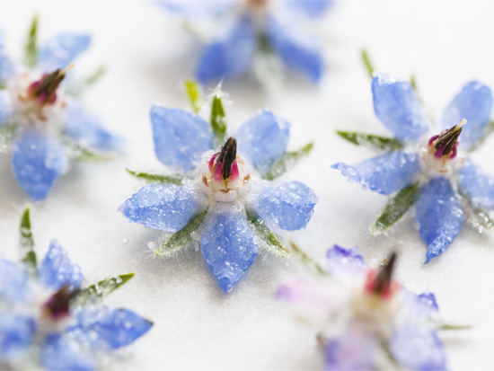 How to Make Easy Edible Sugared Flowers