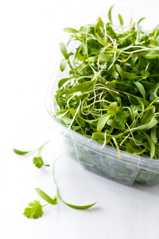 Micro Cilantro for Tortilla Soup