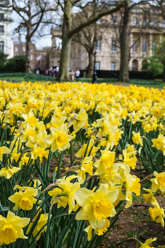 Daffodils in Park Green, London