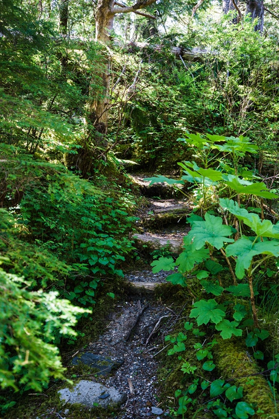 Forest Path, Ketchikan, Alaska