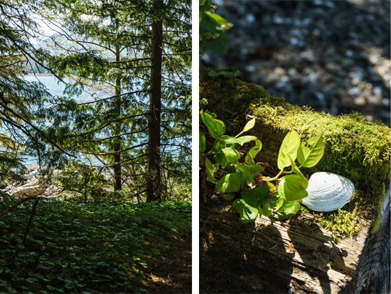 Beautiful Woods in Ketchikan, Alaska