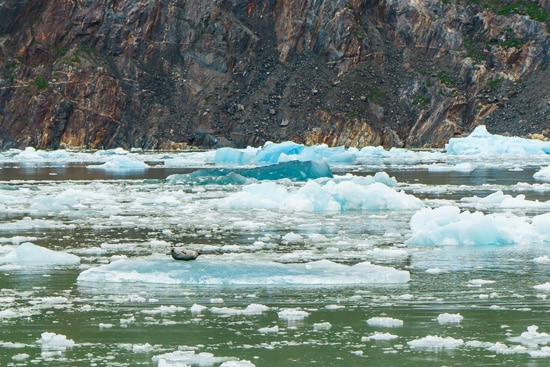 Harbor Seal on South Sawyer Glacier, Tracy Arm Fjord, Alaska