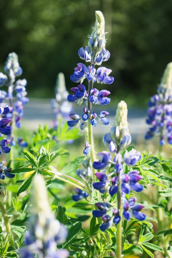 Lupine Flowers, Skagway, Alaska