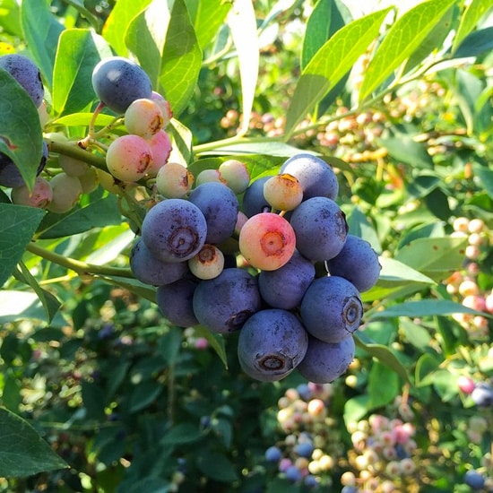 blueberries