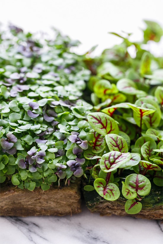 Microgreens: Micro Basil and Micro Red Sorrel