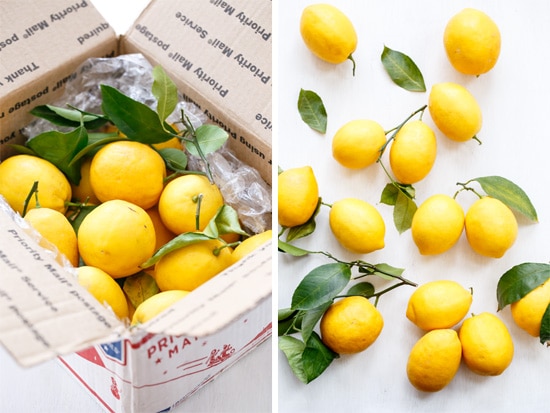 Meyer Lemons for Homemade Limoncello