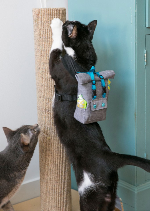 The Desmond Rolltop Backpack - for Cats.