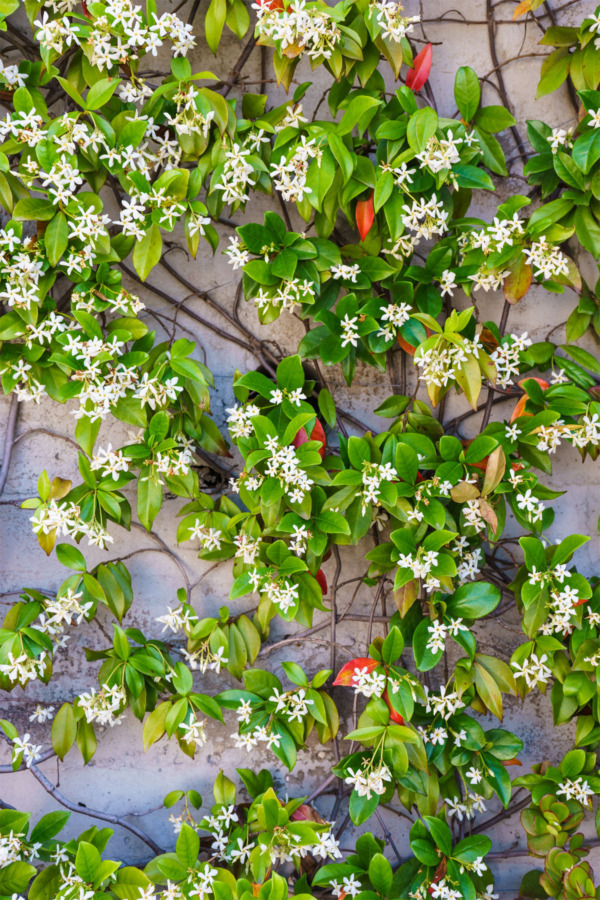 Carnival Vista Mediterranean Cruise: Flowers in Naples, Italy