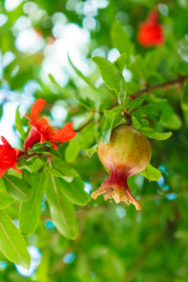 Pomegranates in Kusadasi, Turkey