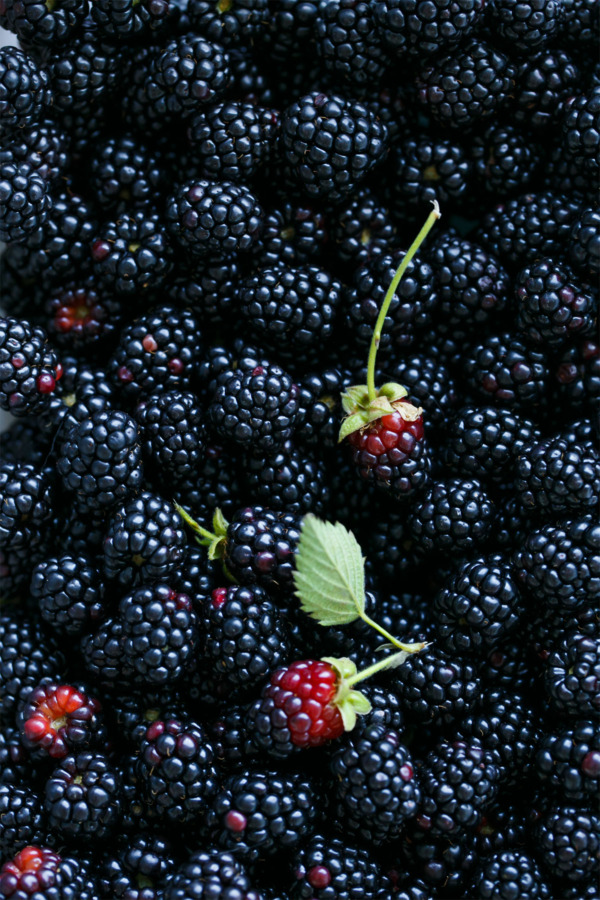 Fresh Blackberries