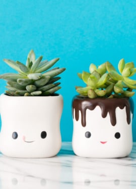 Cute Succulents in Hot Chocolate Cups