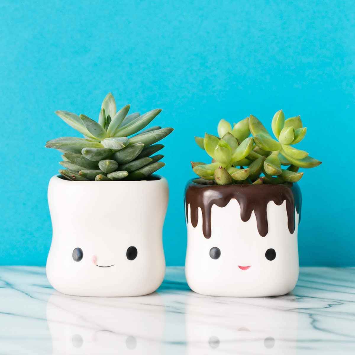 Cute Succulents in Hot Chocolate Cups