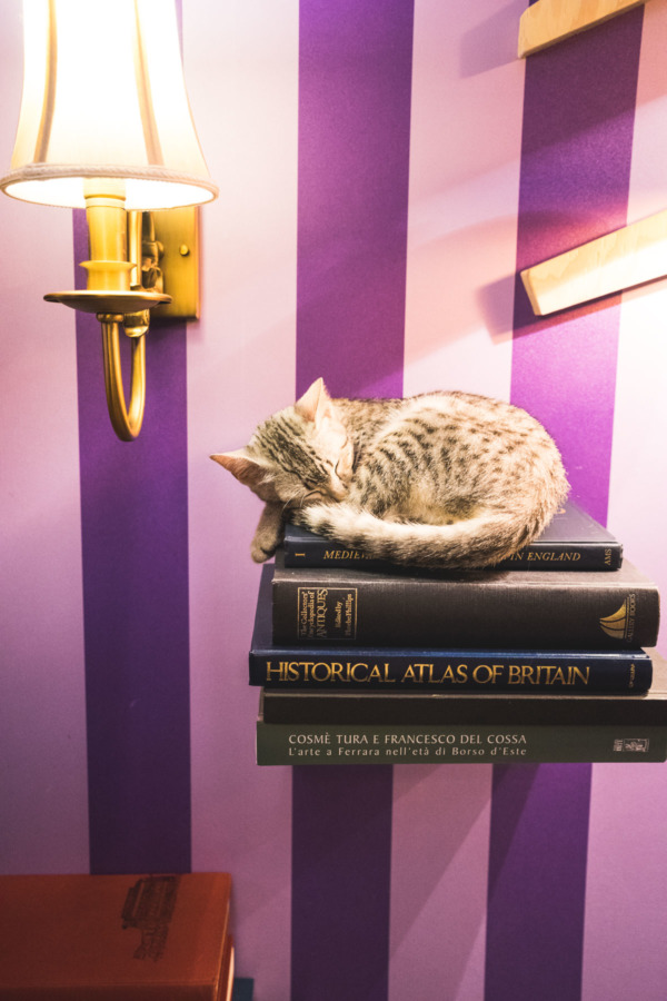 Alice in Wonderland-themed cat cafe in Tokyo Japan