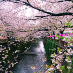Tokyo in bloom, cherry blossoms along the Nakameguro canal