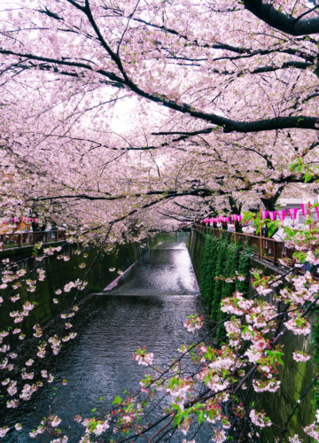 Tokyo in bloom, cherry blossoms along the Nakameguro canal