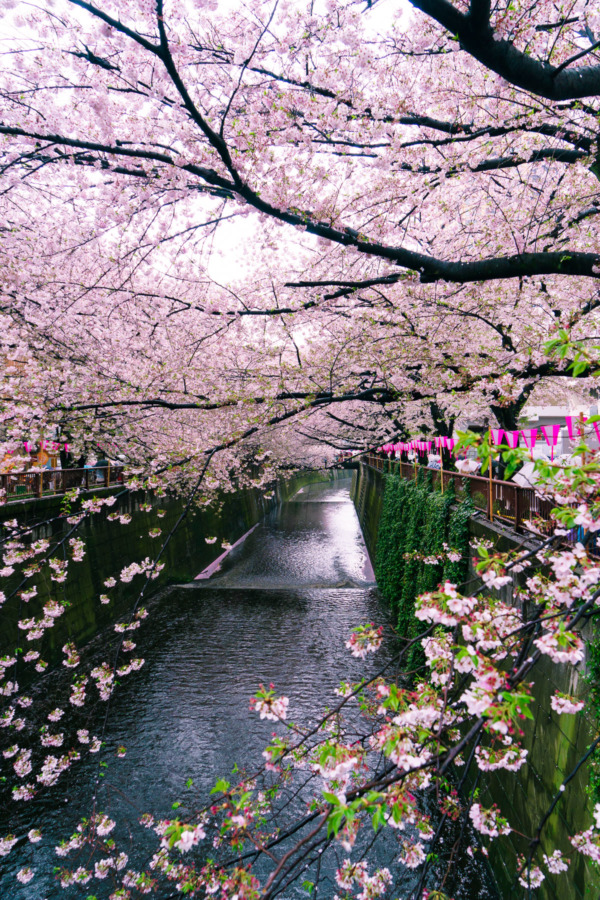 Tokyo in bloom, cherry blossoms along the Nakameguro canal