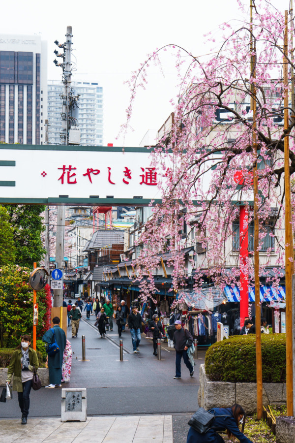 Cherry blossoms outside of the Senso-ji temple, Tokyo, Japan