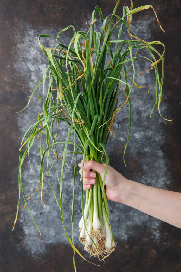 Green Garlic aka Spring or Young Garlic