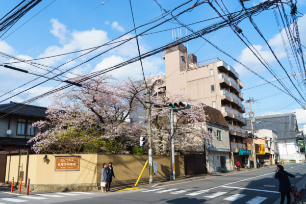 Kyoto streets and cherry blossoms