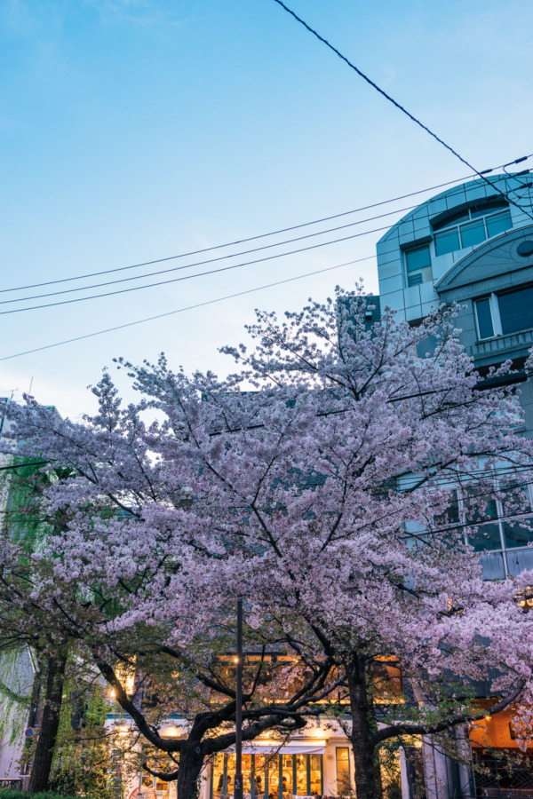 Cherry Blossoms at Dusk, Kyoto Japan