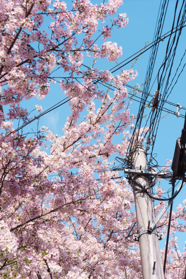 Kyoto, Japan cherry blossoms