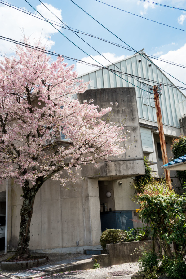 Kyoto in Springtime: Streets and Cherry Blossoms