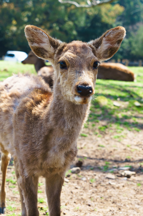 Friendly Deer of Nara, Japan