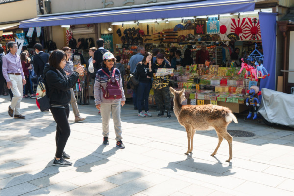 Friendly Deer of Nara, Japan