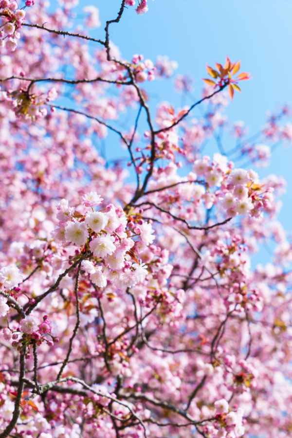 Cherry blossoms in Nara, Japan